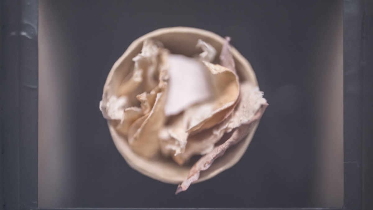 gallery/Delphine Wibaux & Ismaïl Bahri - Jean-Christophe Bailly - Art-cade © Aurélien Meimaris (5)